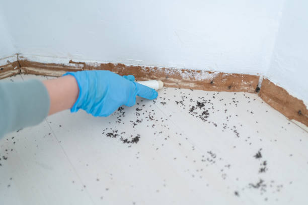 Reliable Windcrest, TX Pest Control Solutions